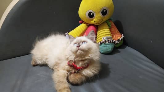 Pure Himalayan Breed Bhaloo Kitten/Cat