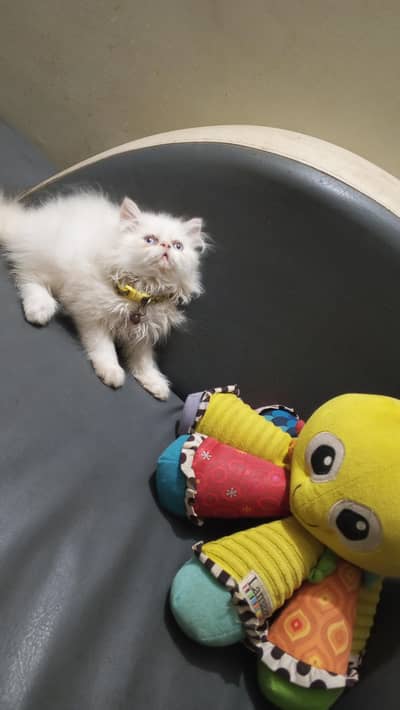 Pure Persian Near To Peki Bhalo Male Kittens/Cats
