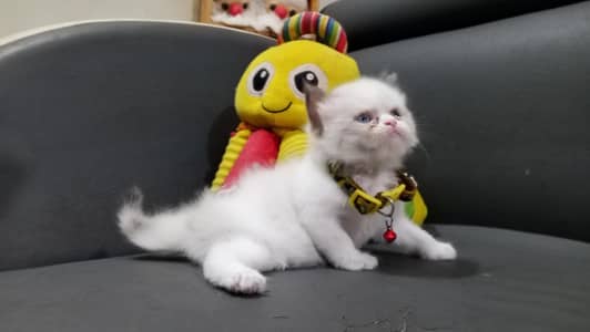 Pure Ragdoll Female Kittens/Cats