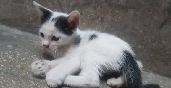 tuxedo kittens