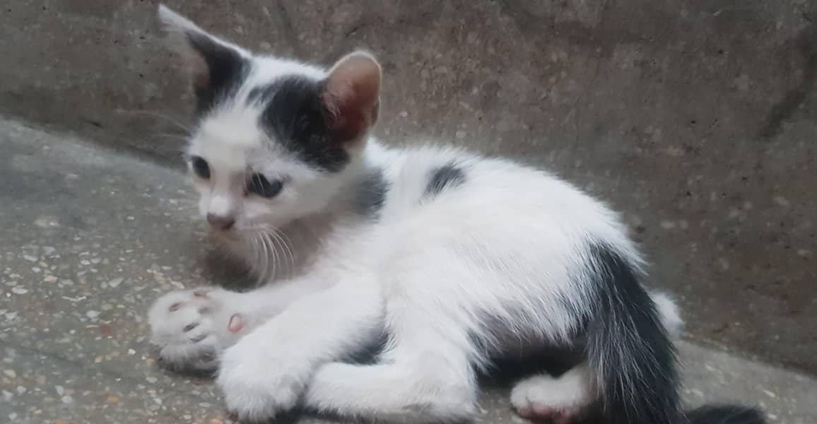 Kittens 1