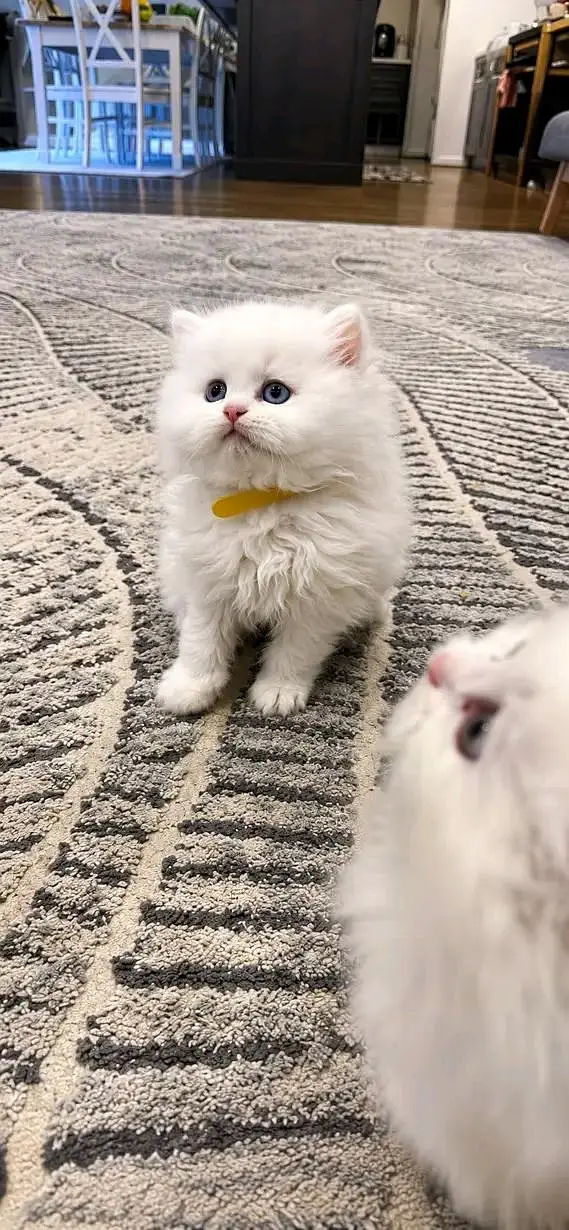 Cats | Persian | kittens |  Blue Eyes €¥€| 3 kot | O348O29O146 | WA