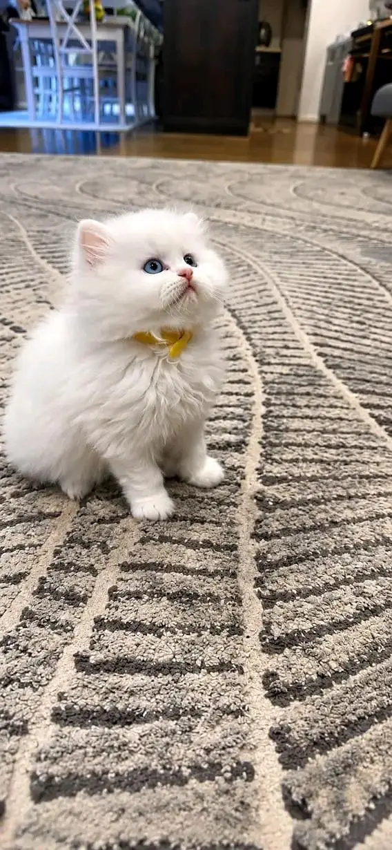 Cats | Persian | kittens |  Blue Eyes €¥€| 3 kot | O348O29O146 | WA — photo 2