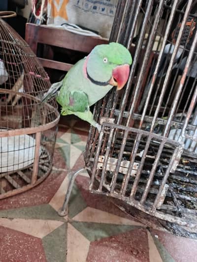 kashmiri raw parrot fully tamed