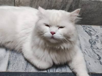 Persain cat for sale white color beautiful 