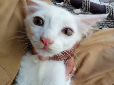 cat babi it beautiful and very smart 