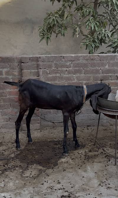 Makhi Cheeni and Amratsari Beetal Bakri and KIDS