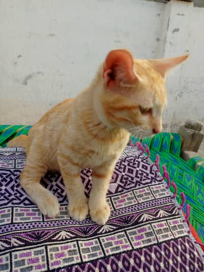 Cute and beautiful cat