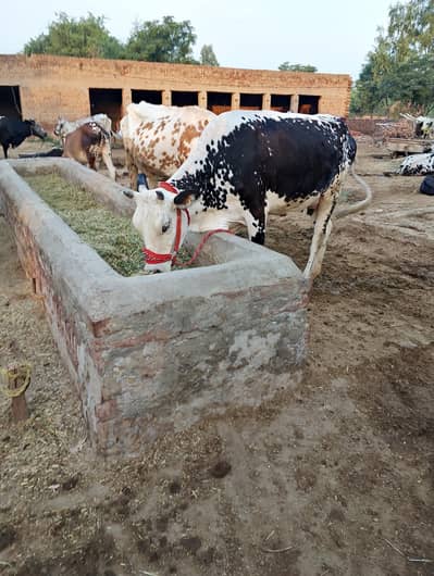تازہ ڈلیور گائے فار سیل
