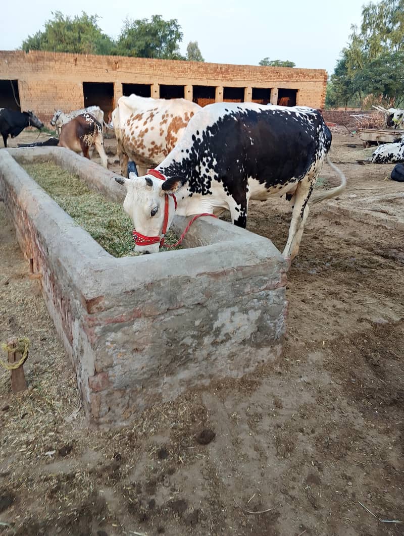 تازہ ڈلیور گائے فار سیل 0