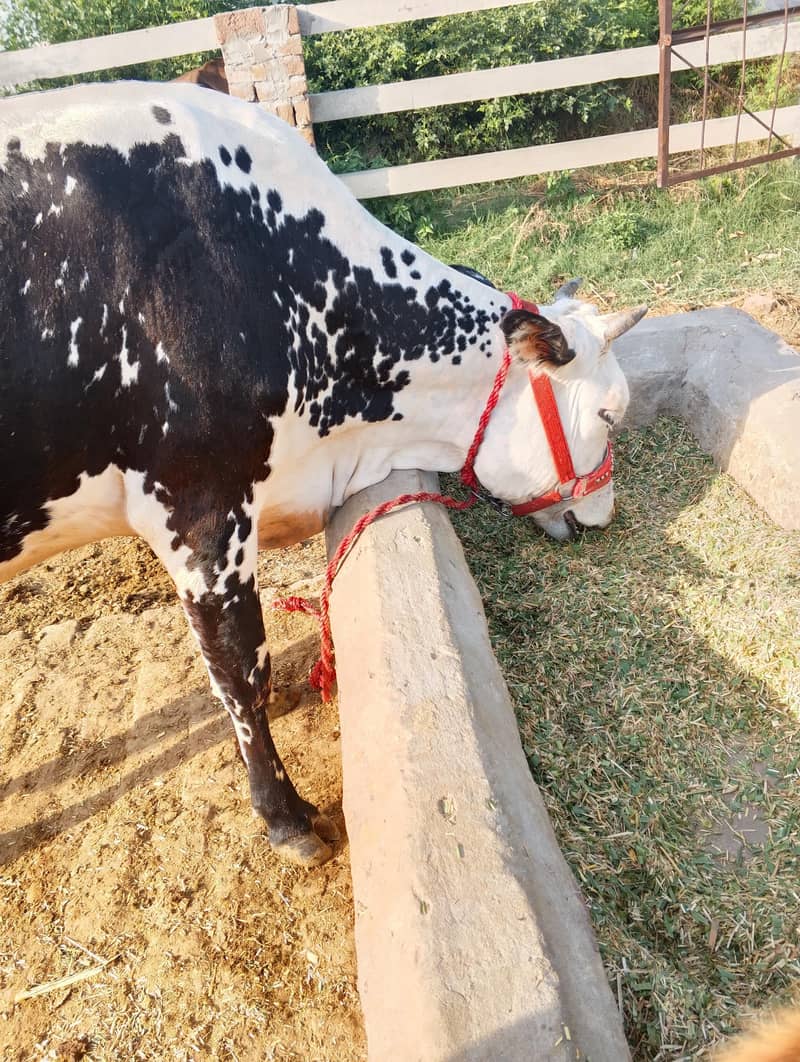 تازہ ڈلیور گائے فار سیل 5
