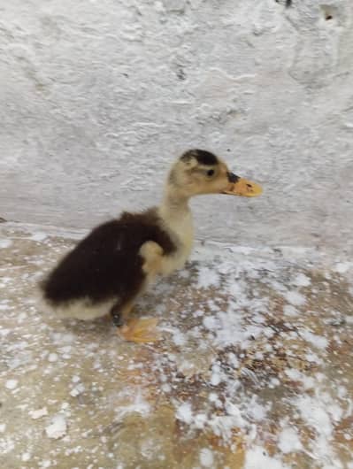 Duckling