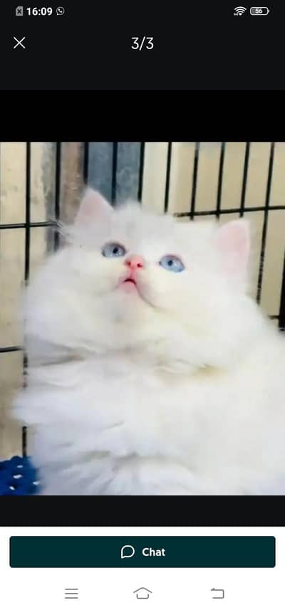 Persian cat for sale male or femalemy WhatsApp0321=43=90=746