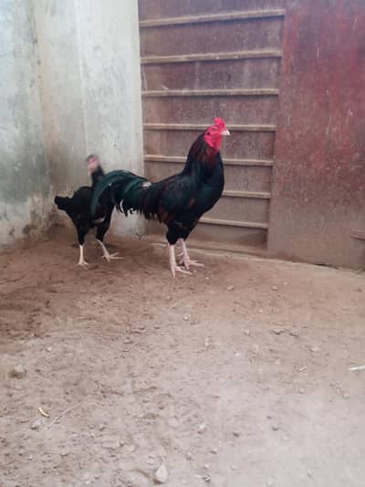 urgent for sale