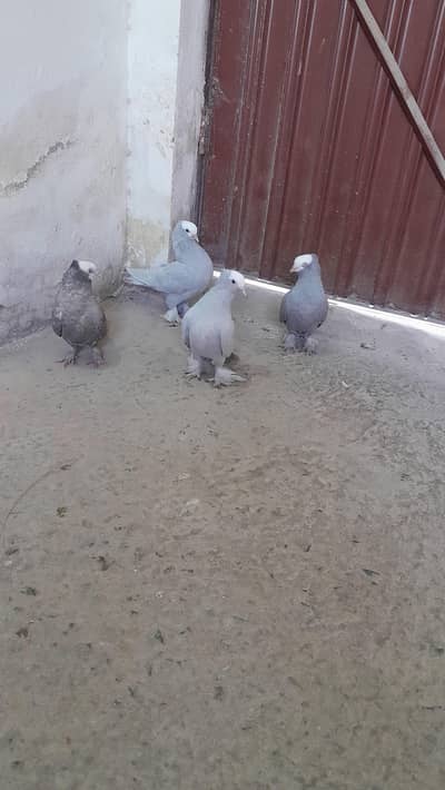 Silver Mukhi Pairi, Red Mukhi Female and Sentinent female for Sale