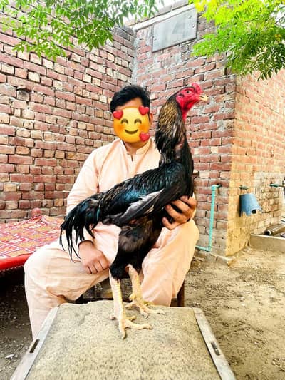 King Size o SHAMOO male and chicks available