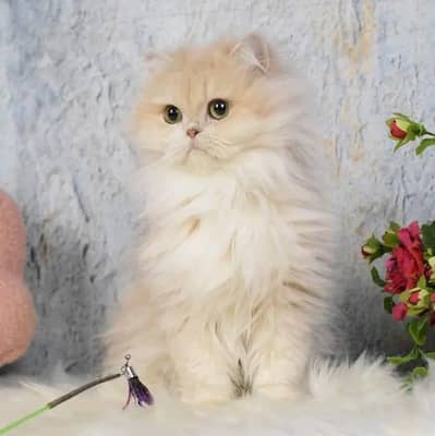 kittens | Persian | Cat | Male | female |Wtsp 0348 me 0163+063