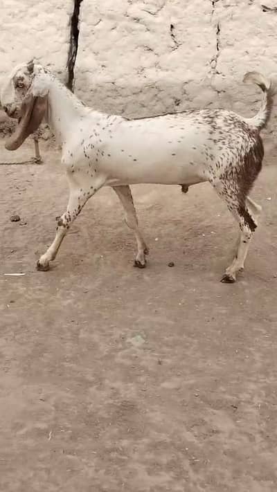 desi Bakra for Sale Mashallah 03481743426
