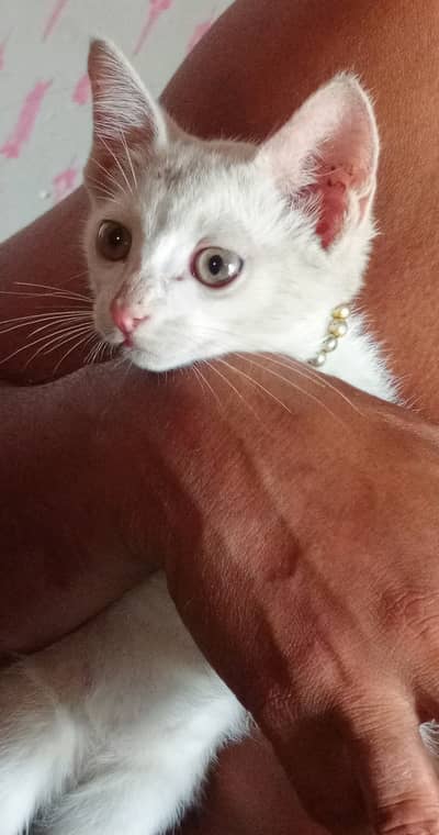 Person Cat cristy age 2 month colour white beautiful eyes