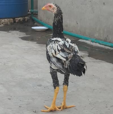 Aseel patha For sale