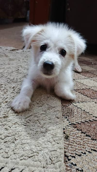 Russian puppy