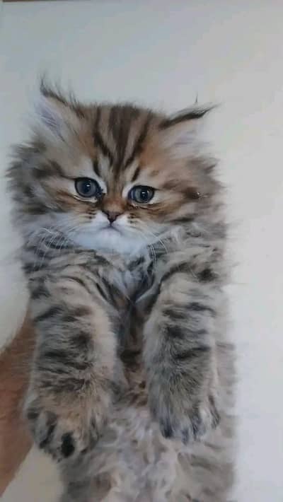 Cats | Persian | kittens | litter traine |Blue Eyes | O348O29O146 | WA