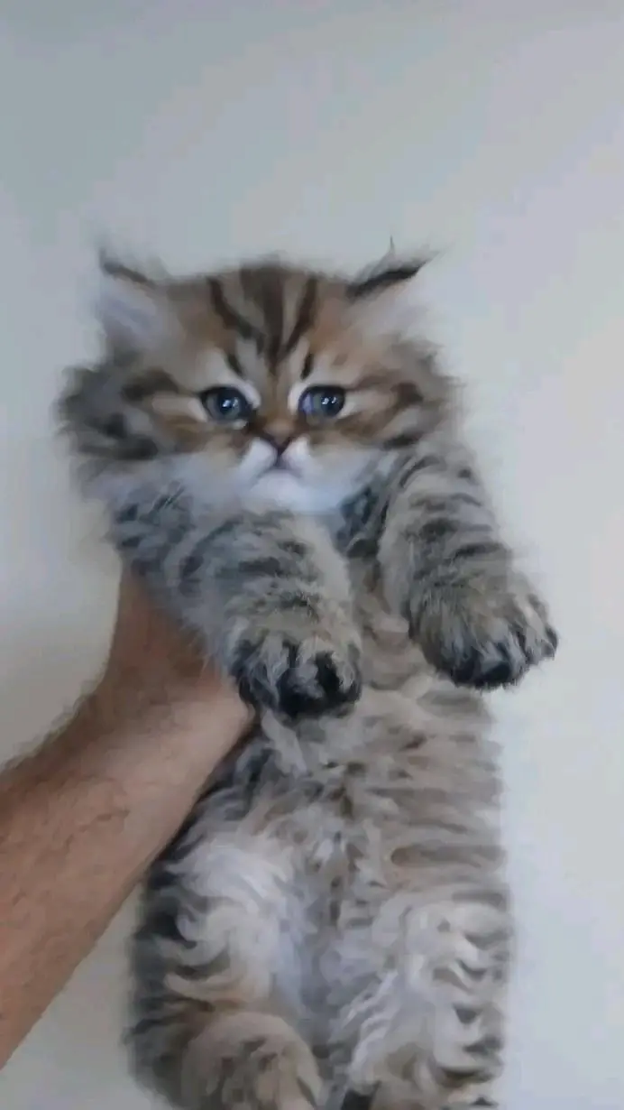 Cats | Persian | kittens | litter traine |Blue Eyes | O348O29O146 | WA — photo 2