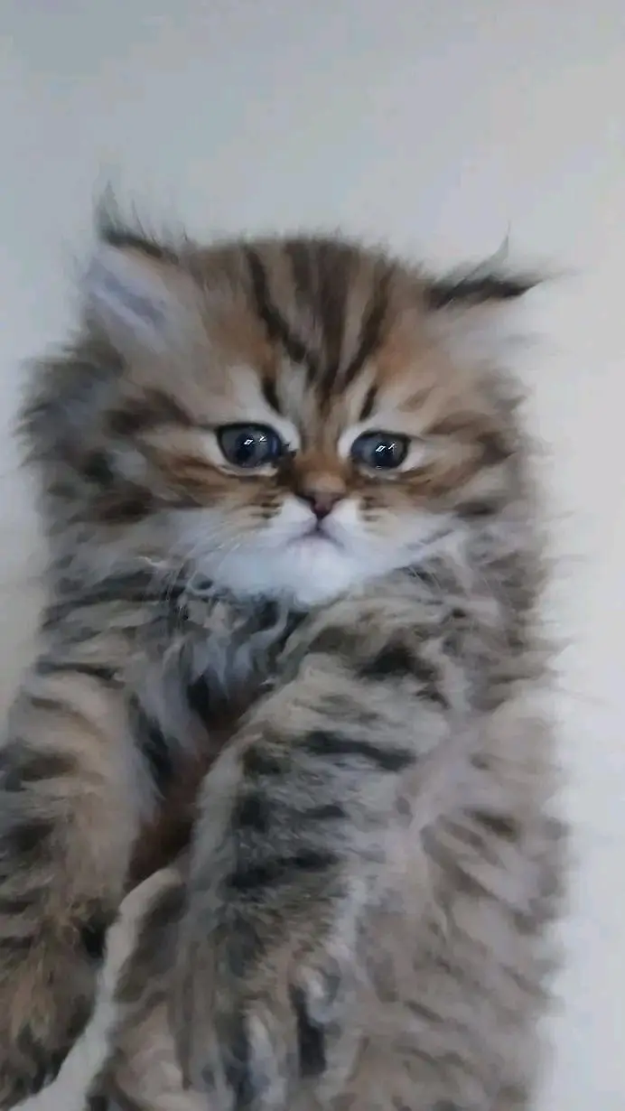 Cats | Persian | kittens | litter traine |Blue Eyes | O348O29O146 | WA — photo 3