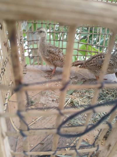 dakhni teter chicks