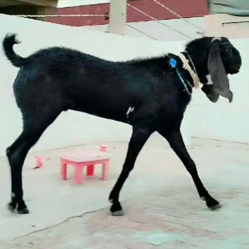 breedar bakra — photo 2