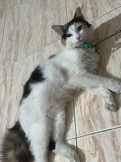 Single coat female cat