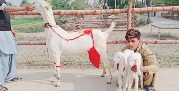gulabi Bakri do bache ke sath for sale +03106417029