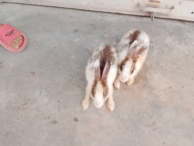 rabbits for sale