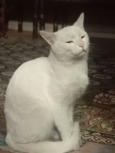Russian Male Cat Very Friendly & Healthy cat