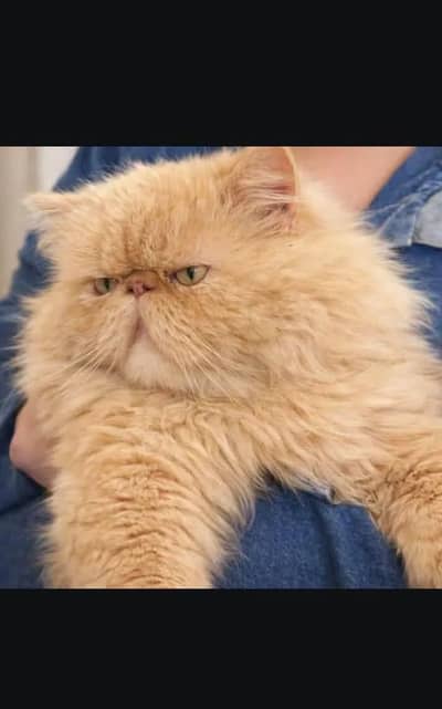 PikiFace|Persian|Imported& CFABloodline|Proven Male|Stud/mating/sale