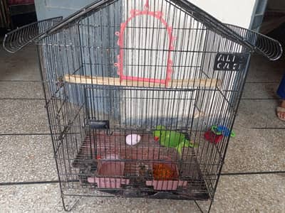 Parrot and cage for sale