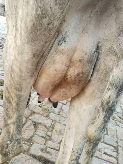 cow pure ferzion mou sa 4 dant