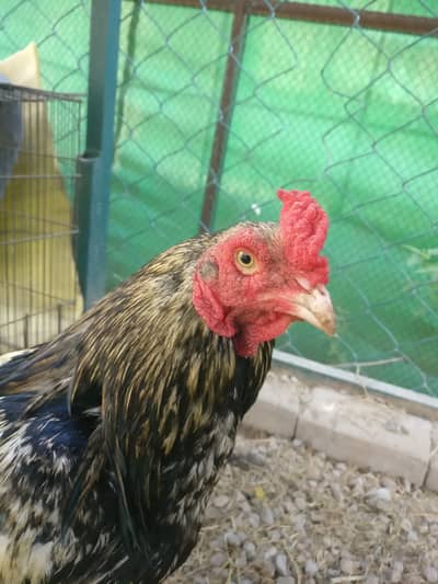 Beautiful Aseel Jawa and Mushki Aseel pair for sale in G11