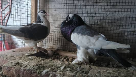 Bloon male female sherazi finsi  healthy pair active full bredar