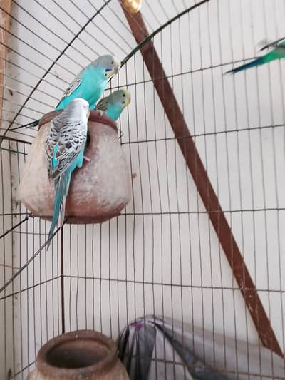 Australian parrots urgent for sale