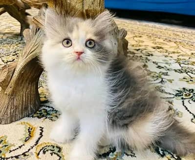 Cat | Persian | kittens | Blue Eyes | O348O29O146 | WA