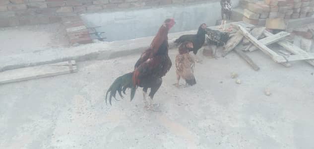 Aseel Vilayti Cross murga