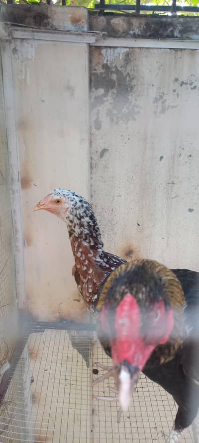 aseel pair for sale