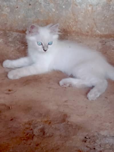 Himalayan kitan age 2 month active and healthy