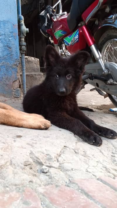 black female German shepherd