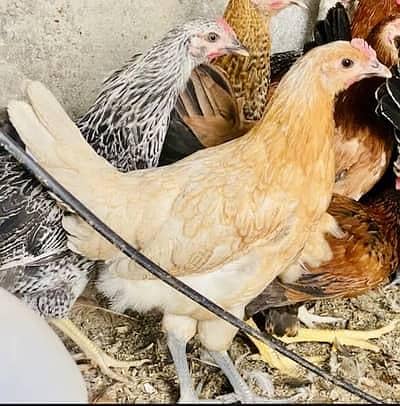 Golden misri mix male and female rate 900 per kg