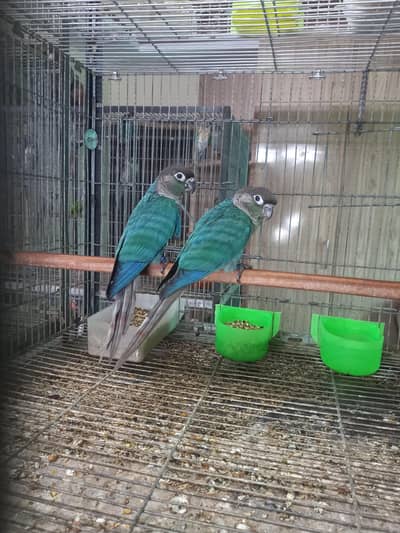 Blue turquoise/ torqouise bf-bc Conure pair available