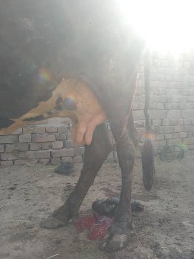 dasi cow for sale