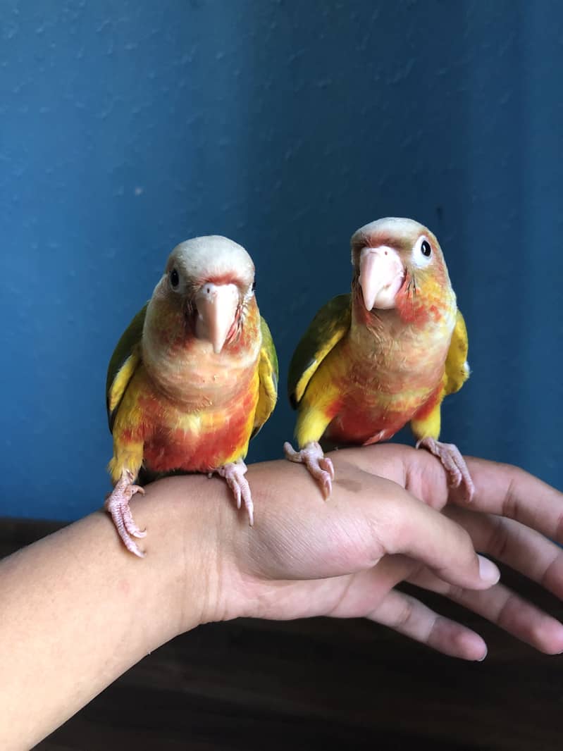 Pineapple conure high red factor 0