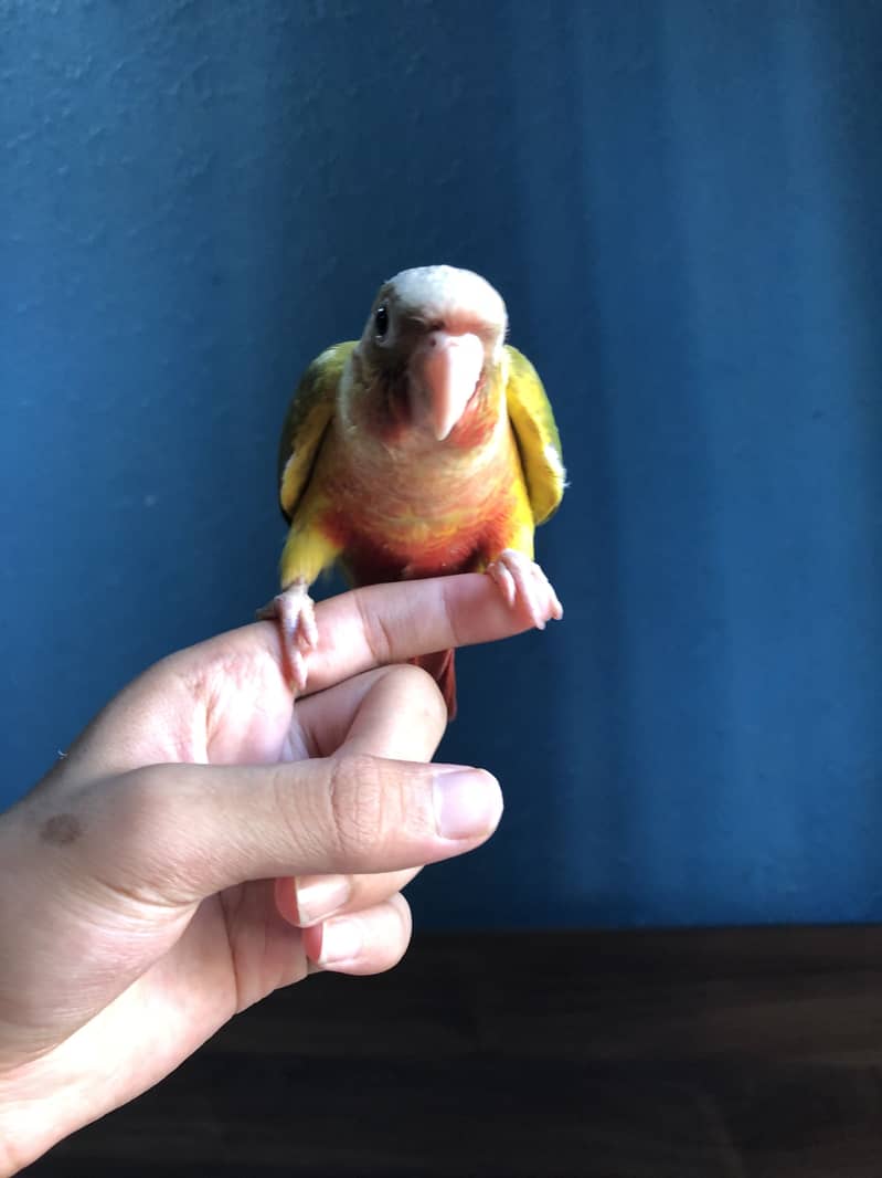 Pineapple conure high red factor 1